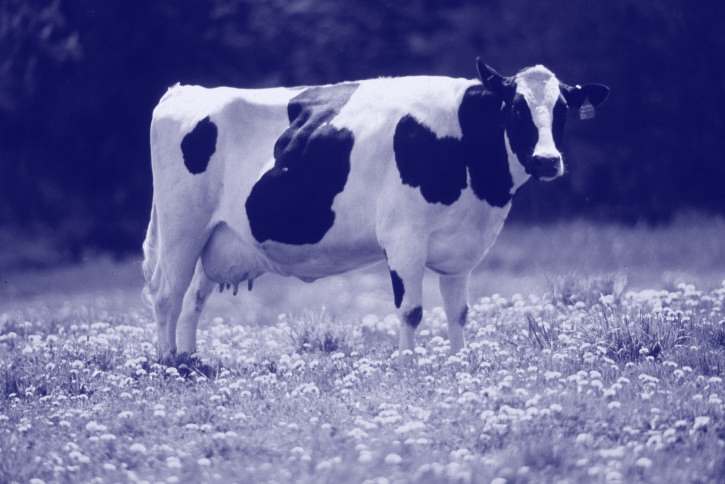 The Proverb of the Milk and the Cow Part 1