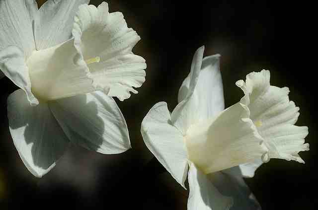 daffodils