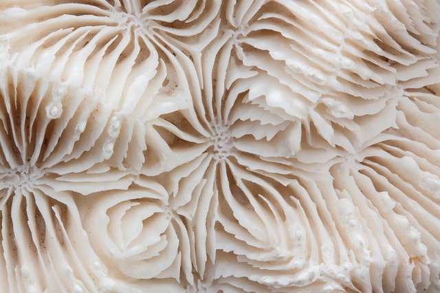 Huggie-Wuggie: Awkward! Brain Coral