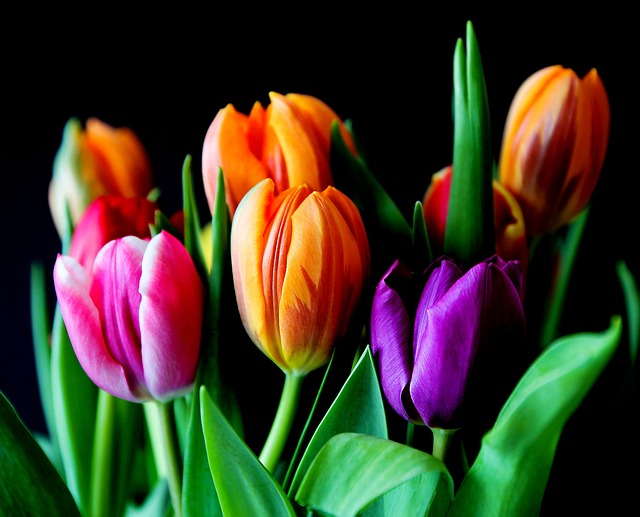Finding Mr Huggie-Wuggie! Unhappily Single?! Tulips