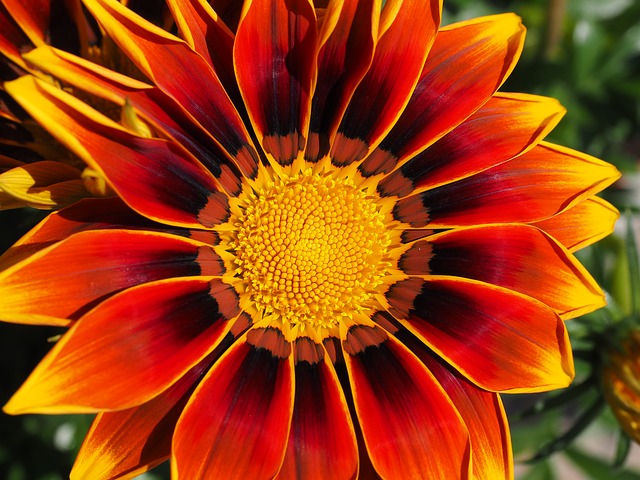 Finding Mr Huggie-Wuggie: A Business-Minded Spouse as a business investment: Gazania