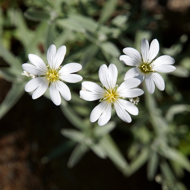 White flowers