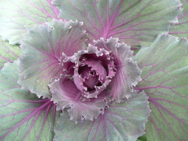 Ornamental Cabbage