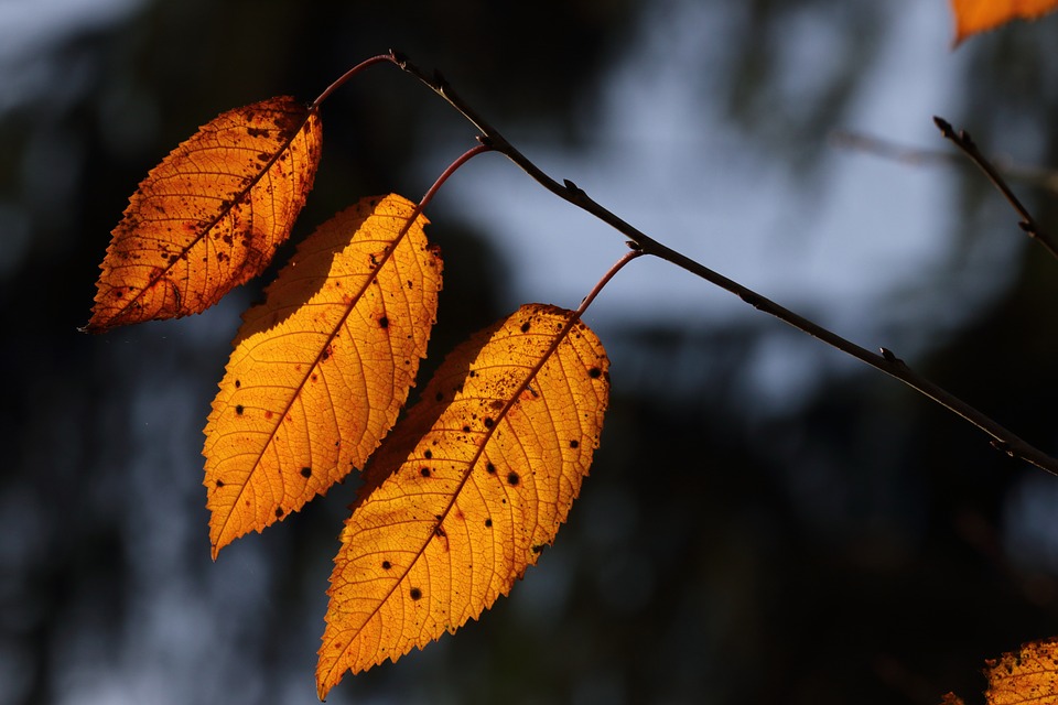 Autumn Leaves