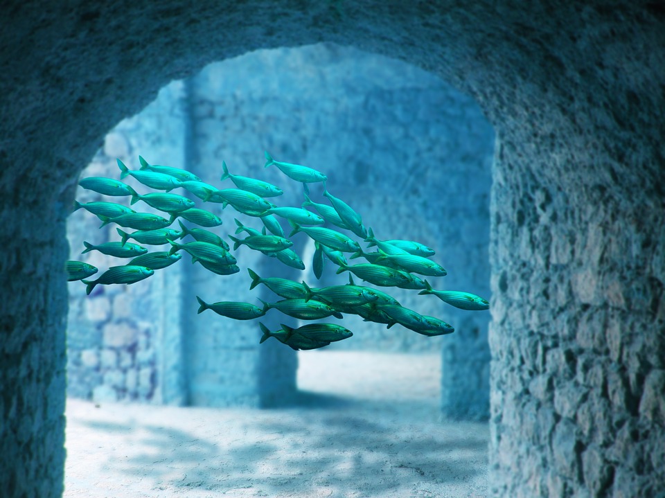Underwater school of fish