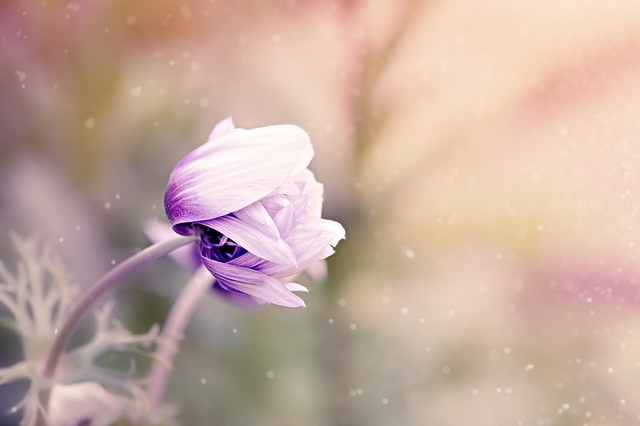Tightly furled flower blossom