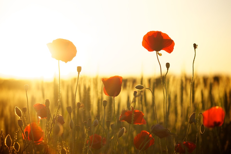 A field of poppies