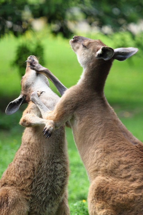 Kangaroos fighting
