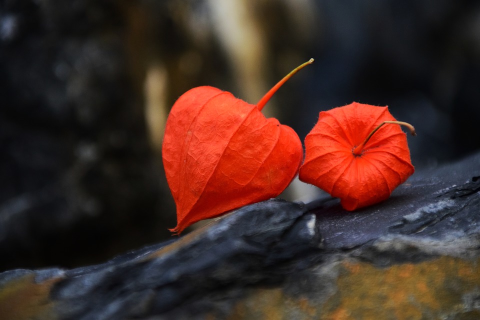 Physalis