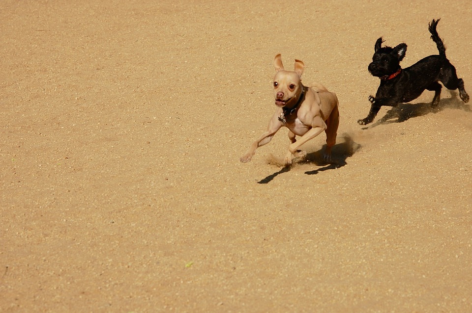 One dog chases another