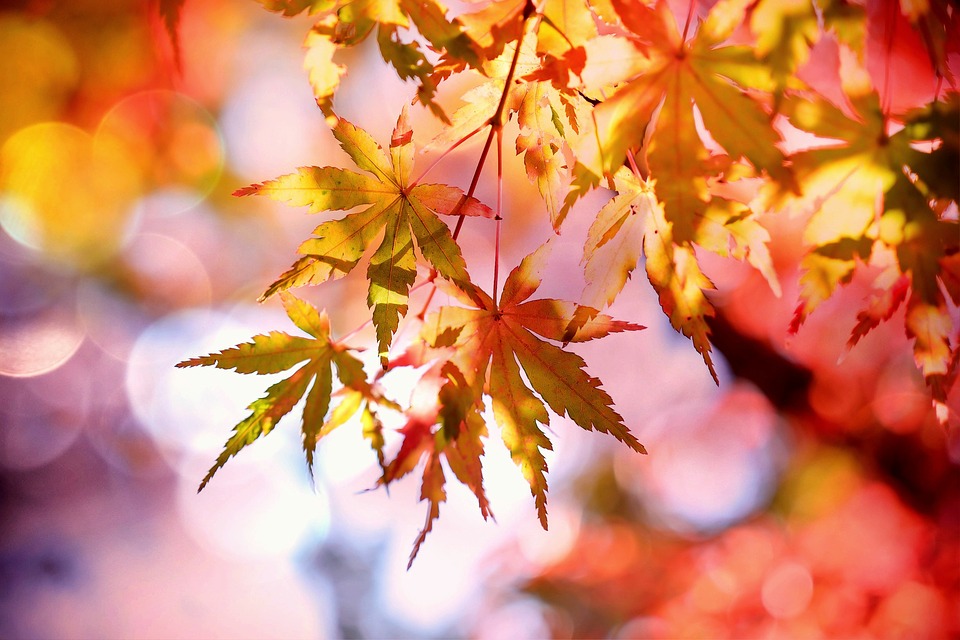 Pretty Leaves