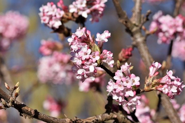 Pretty flowers