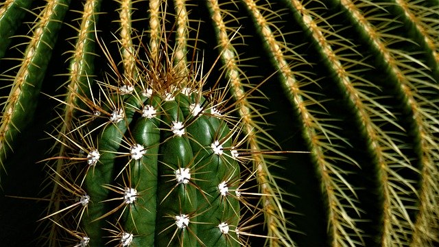 Prickly cactus