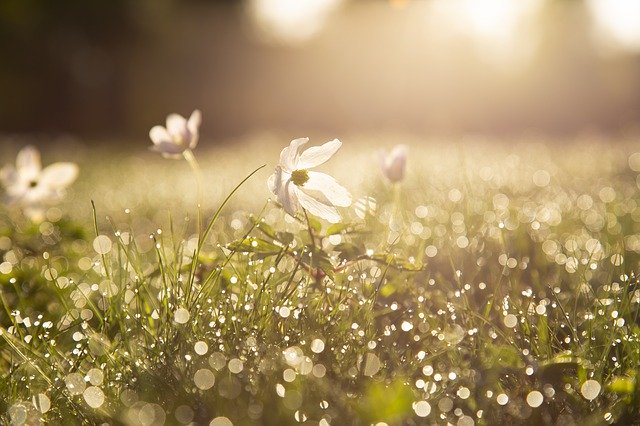 Field in morning