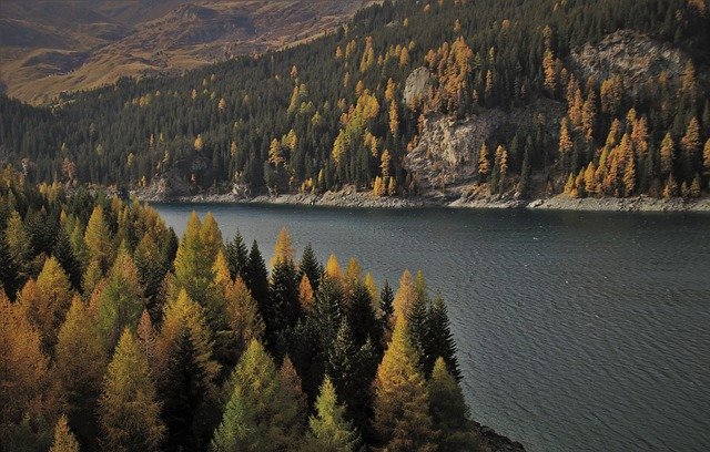 Fir trees lining a river