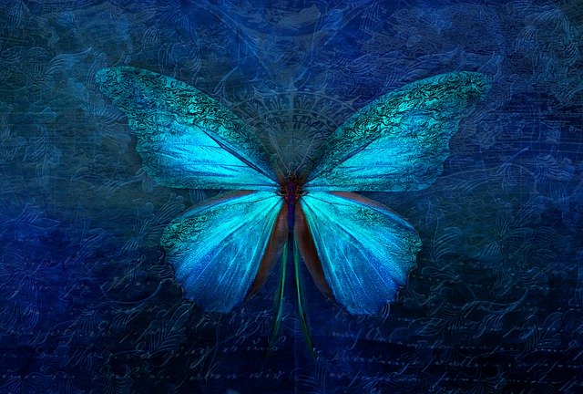 Turquoise Butterfly