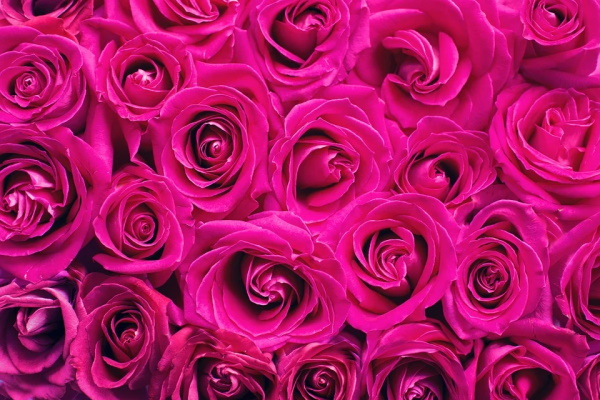 Lovely roses