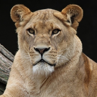 Why am I so scared of what I want? Lioness