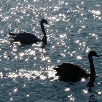 Feelings versus Friendship Swans