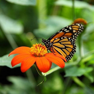 Still more...Butterfly