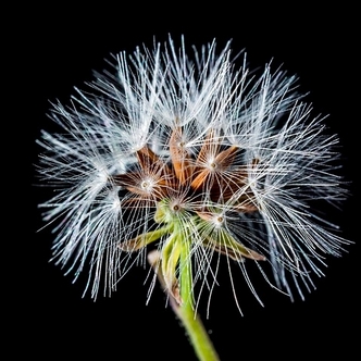 Characteristic 1.3: Dandelion Clock