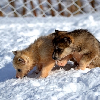 Friendship Criteria - Huskies