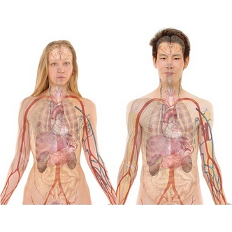 Overview of Marriage - male and female bodies