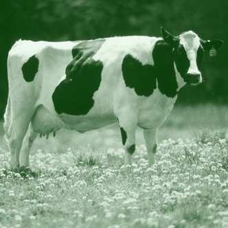 Proverb of the Milk and the Cow: Green Cow