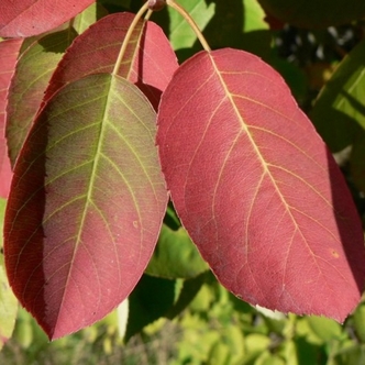 The difference between no-one's perfect...and no-one's perfect Autumn Leaves