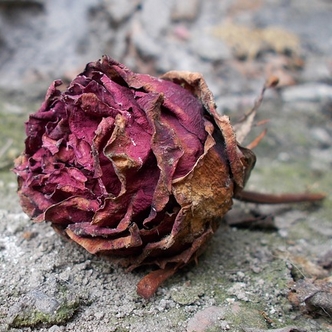 I don't love you any more! Withered Rose