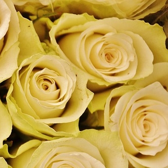 Not a bunch of red roses for Valentine's Day