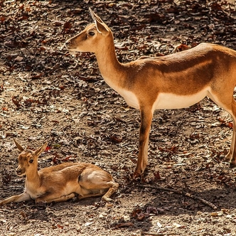 Happy Mothers' Day - Calf and Mother