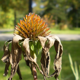 Some thoughts on sexual temptation - wilted flower