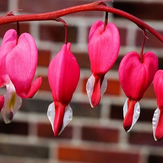 Finding Mr Huggie-Wuggie: Still Talking about Two Years: Heart-shaped flowers