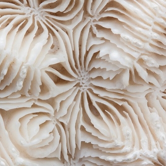 Huggie-Wuggie: Awkward! Brain Coral