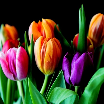 Finding Mr Huggie-Wuggie! Unhappily Single?! Tulips