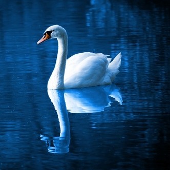 Finding Mr Huggie-Wuggie: Married to Myself? Swan