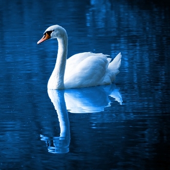 Finding Mr Huggie-Wuggie: Married to Myself? Swan