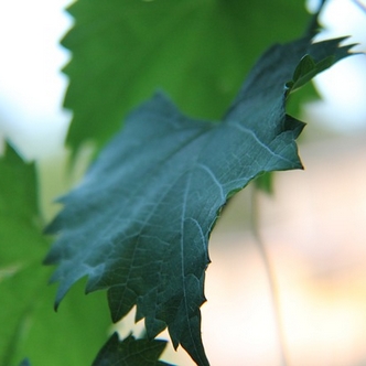 Finding Mr Huggie-Wuggie: Talking about Pornography and Sexual Fantasies: Leaves