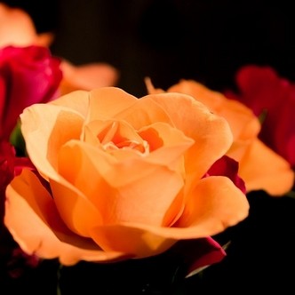 Finding Mr Huggie-Wuggie: Already Desperately in Love: Roses