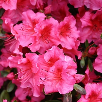 Rhododendron