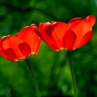 Red tulips