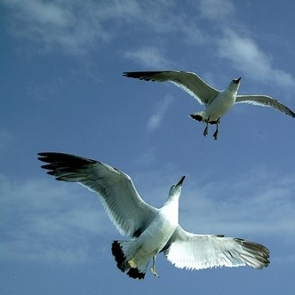 Seagulls