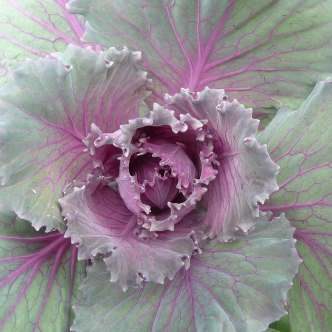 Ornamental Cabbage