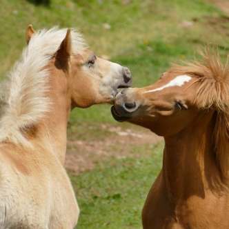 Horses kissing