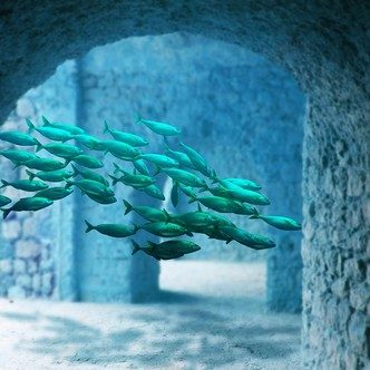 Underwater school of fish