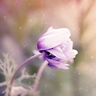 Tightly furled flower blossom