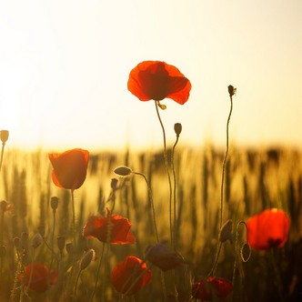 A field of poppies