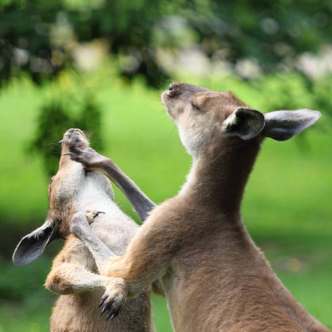 Kangaroos fighting