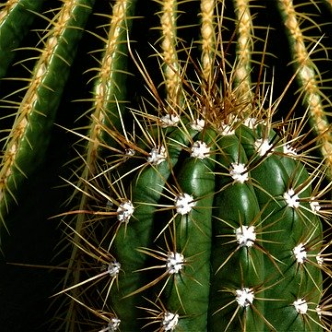Prickly cactus